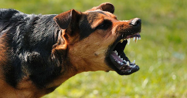 Have you been bitten by a dog? Here’s what you need to know